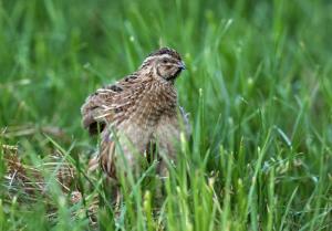 Prepelica_Marjan Cigoj